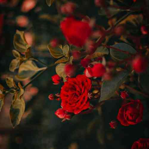 ندا احمدی بلوطکی عشق مو